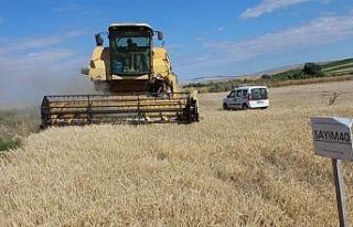 Yozgat’ta yerli çeşit arpa hasadı yapıldı