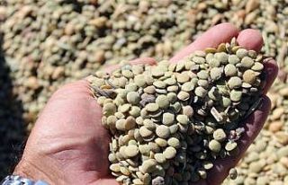 Yozgat’ta yerli tohum yeşil mercimekte yüksek...