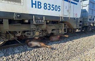 Yük treni büyükbaş hayvan sürüsüne çarptı