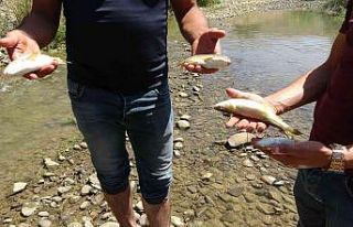 Yüksekova’da korkutan balık ölümleri