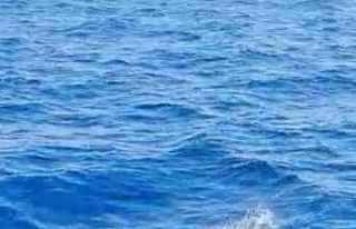 Yunuslar tekneye görsel şölen oluşturdu