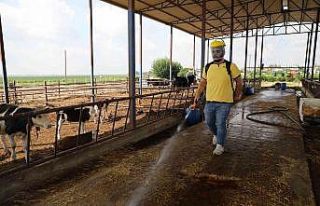 Yüreğir’de vektörle mücadele