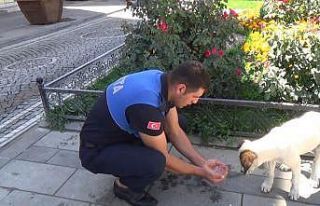 Zabıta memuru susayan köpeğe elleriyle su içirdi