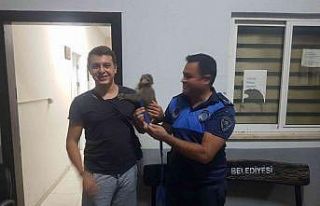 Zabıtanın dikkati Rocco’yu kurtardı