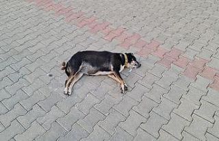 Zehirlenen köpek, sokak ortasında can çekişerek...
