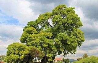 208 yaşındaki ağaç için seferber oldular