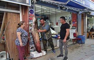 4 kişinin oltayla zor yakaladığı 80 kiloluk dev...