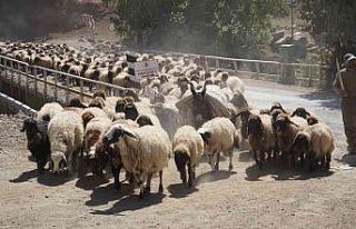 5 aydır yaylada olan göçerler dönüş yolunda