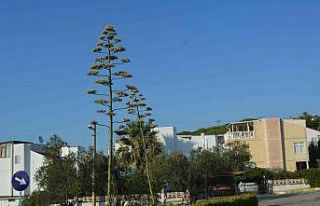 60 yıl sonra çiçek açtı