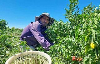 Adana’da kapya biber hasadı yapıldı