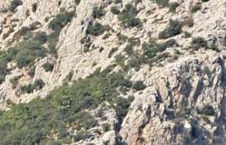 Adrasan’daki orman yangını kontrol altına alındı