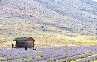 Afşin’in aromatik yağları ve kozmetik ürünleri...