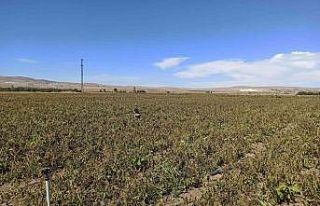 Afyonkarahisar’da ekili alanları don vurdu