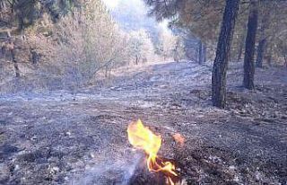 Afyonkarahisar’da orman yangını çıktı