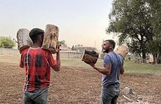 Ağaçlar kışlık yakacak olmak için kesildi