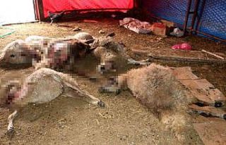 Ağıla giren kurt sürüsü, 40 koyunu telef etti