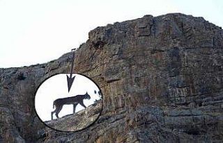 Aladağlar’da vaşak görüntülendi