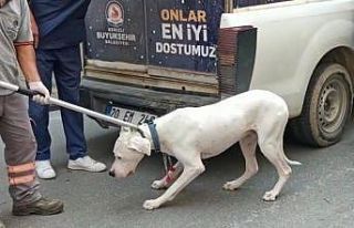 Alkollü sürücünün polisi ısıran köpeğine...