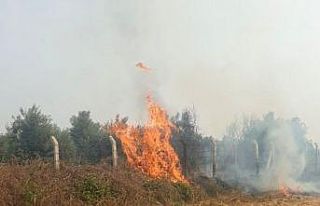 Anız yangını zeytin bahçesine sıçramadan söndürüldü