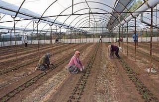 Antalya’da 62 milyon 500 bin domates fidesi toprakla...