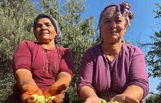 Antalya’da zeytin hasadı başladı