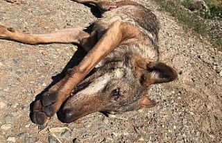 Aracın çarptığı kurt telef odu