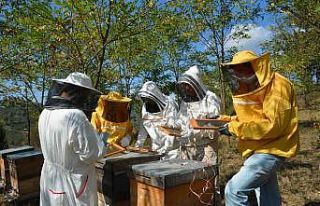 Arı zehrinin kalite standartları çıkarılacak