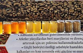 Arıcıların beyaz bal şaşkınlığı