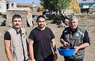 Arpaçay’da bulunan Kerkenez kuşu tedavi altına...