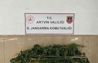 Artvin’de esrar operasyonu