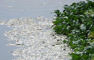 Asi Nehri’nde şaşırtan görüntü, binlerce balık...