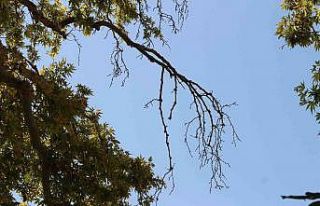 Asırlık çınar ağacının korumaya alınması...