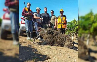 Avladıkları 385 kiloluk domuzla poz verdiler