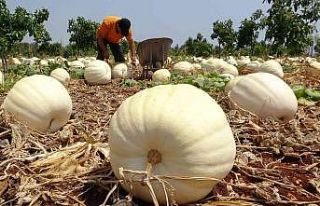 Avokado bahçesinde tonlarca kabak yetiştirdi