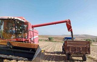 Ayçiçeği üreticisinin yüzü gülüyor