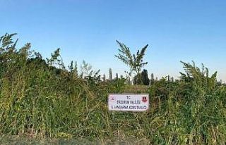 Ayçiçek ve mısır tarlaları arasına ekili olan...