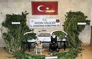 Aydın İl Jandarma Komutanlığı uyuşturucuya geçit...