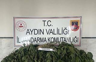 Aydın’da uyuşturucu ile mücadelede bir haftada...