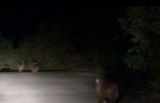 Ayı ailesinin akşam koşusu cep telefonu kameralarına...