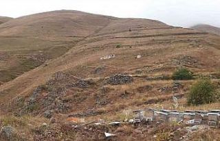 Ayının canı bu kez Anzer Balı çekti