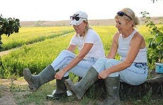 Baba mesleğini sürdüren 2 kız kardeş, çeltikte...