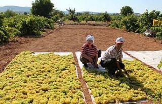 Bağlardan toplanan üzümler doğal yöntemlerle...