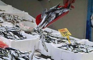 Balık tezgahlarında istavrit bolluğu