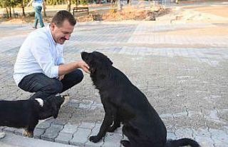 Balıkesir Büyükşehir ‘Mutlu Patiler’ projesini...