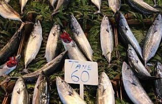 Bandırma’da olumsuz hava şartları balık fiyatlarını...