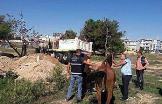 Başıboş atlar yakalandı