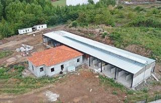 Başiskele’de sokak hayvanlarına modern tesis inşa...