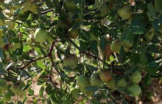 Başkan Çerçioğlu, alternatif tarım ürünleriyle...