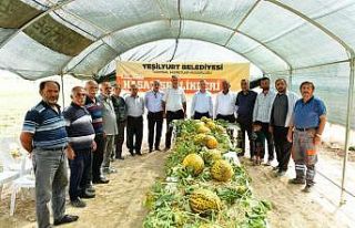 Başkan Çınar,  kavun hasadına katıldı