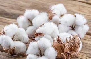 Başkan Özer, pamuk primi desteklemelerinin artırılmasını...